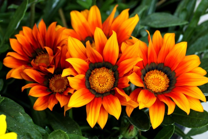 Sunflower_yellowBright.jpg