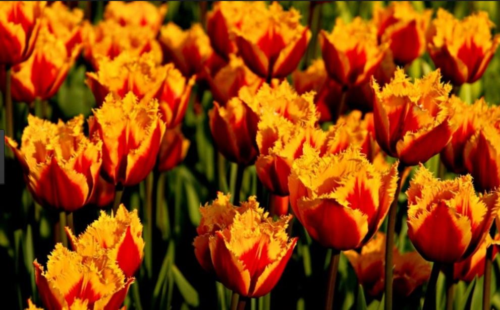 Fleur_amber_tulips.JPG
