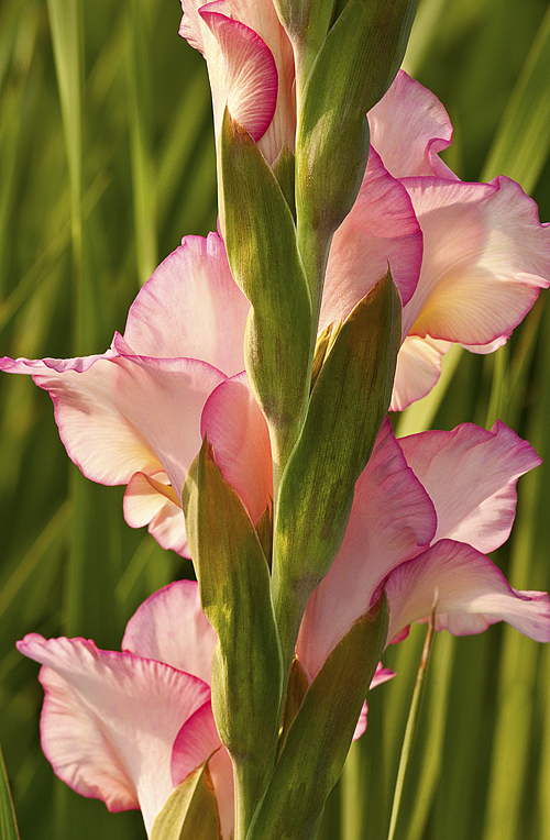 gladiola.jpg