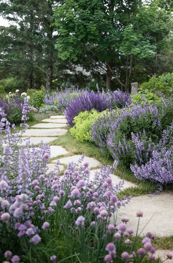 fleur_lavender_jardin.jpg