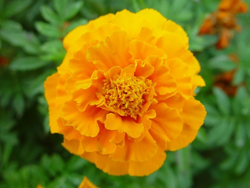 Fleur_marigold_solo.jpg