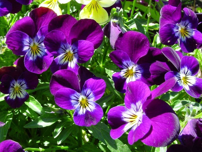 pansy_violets.jpg