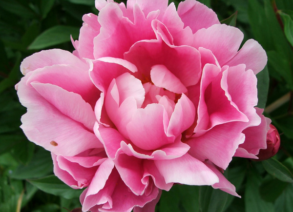 Fleur_peony1.jpg