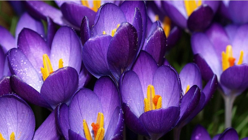 uttarabhadra_purple_crocus.jpg