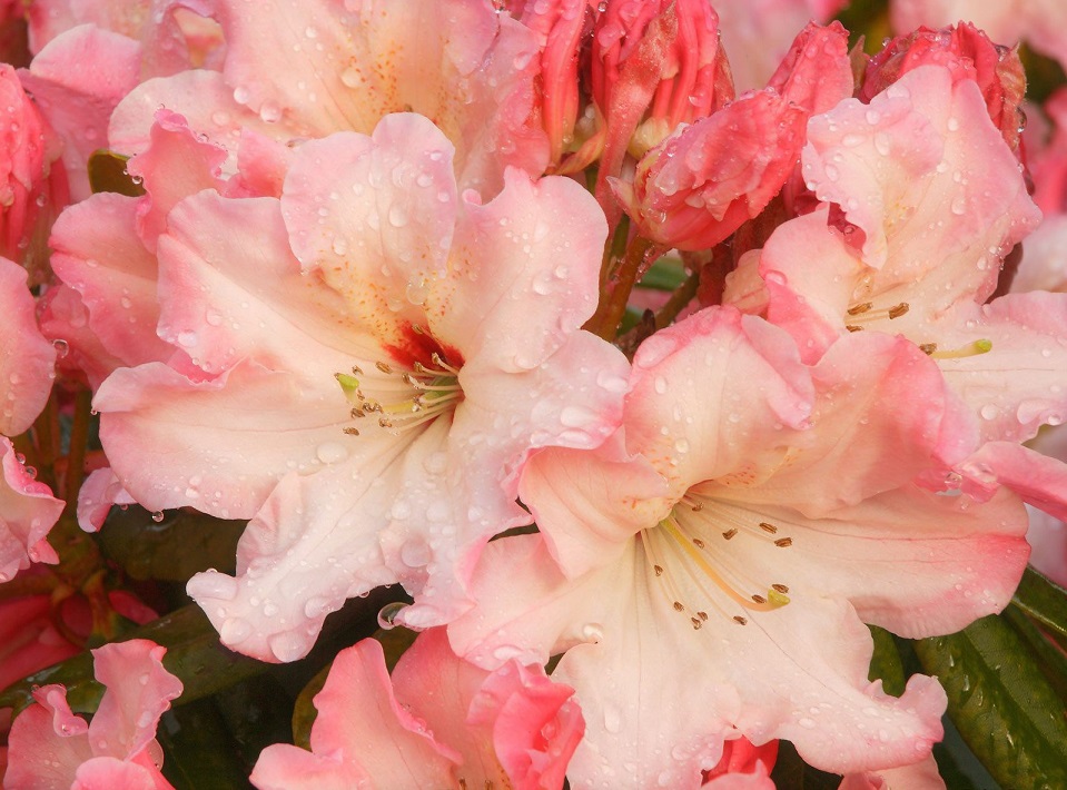 rhododendron-blossoms.jpg