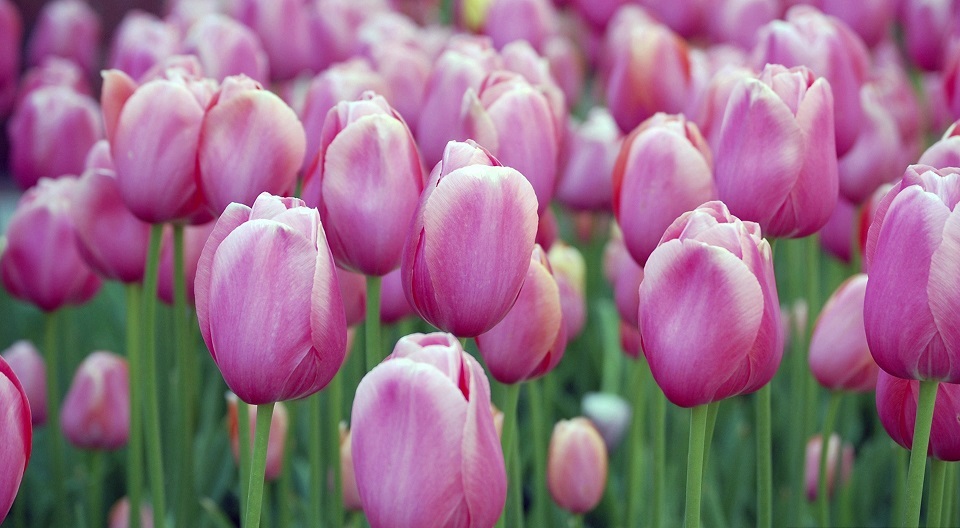 tulips.JPG