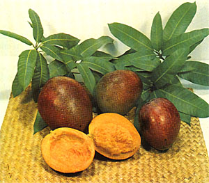 26Uttarabhadrapada_ Mangifera_Indica_fruit.jpg