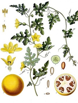 24Shatataraka_Citrullus colocynthis_Koehler_1897.jpg
