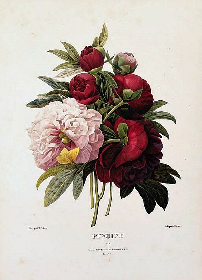 ChandrMang_RedoutePeonies.jpg