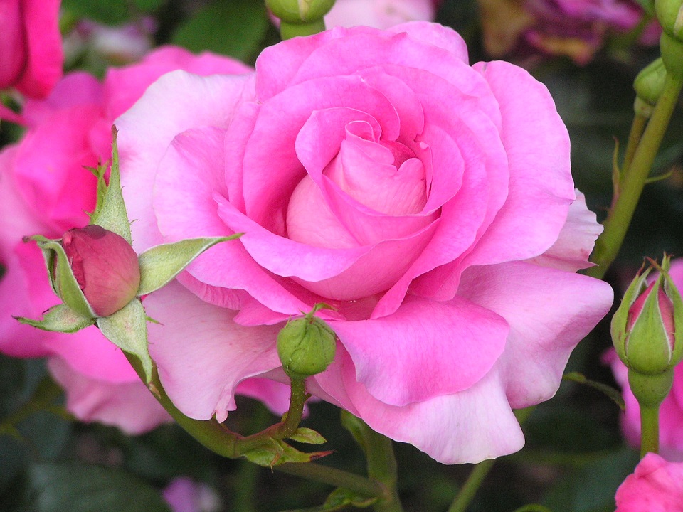 RoseBlossom.jpg
