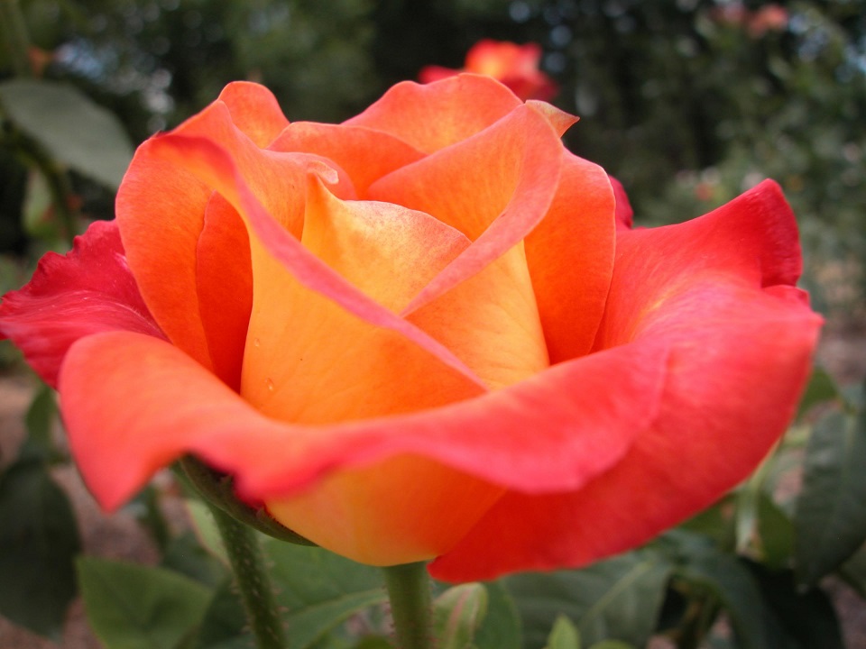 Ros_TangerineRose_2.jpg