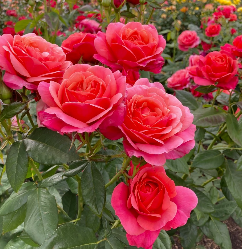 Ros_redCoral_Portland.jpg
