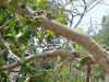 shukra_Ficus_Glomerata_1_small.jpg