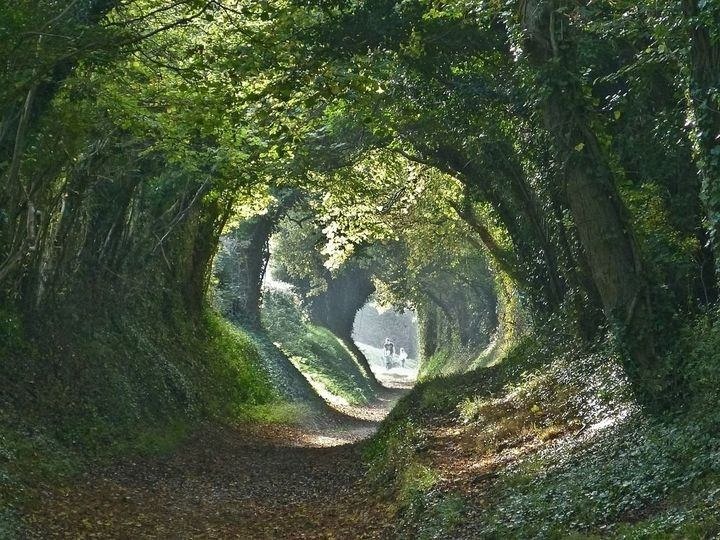Tree_HalnakerTunnel_RomanRd.jpg