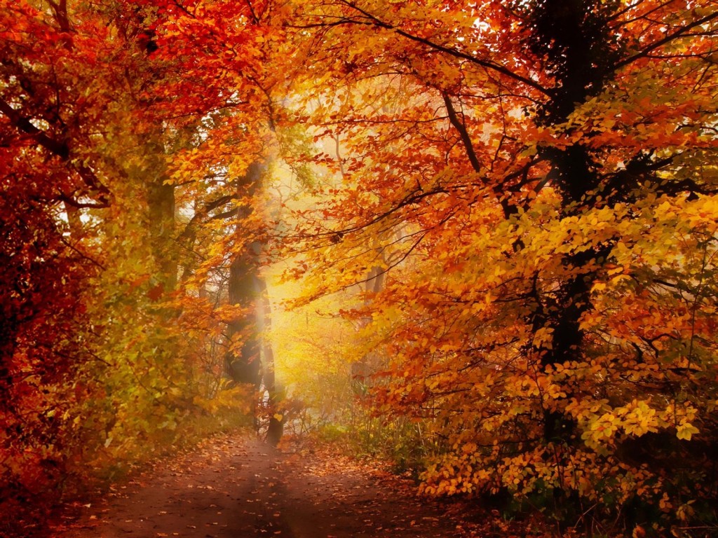 autumnForestTrail.jpg