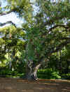 guru_ficus_religiosa1_small.jpg