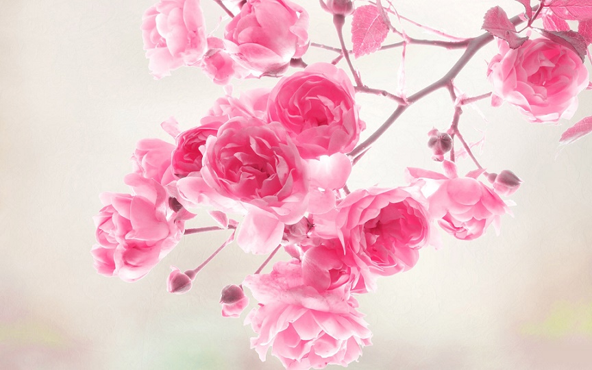 Tree_pinkBlossoms_branch.jpg