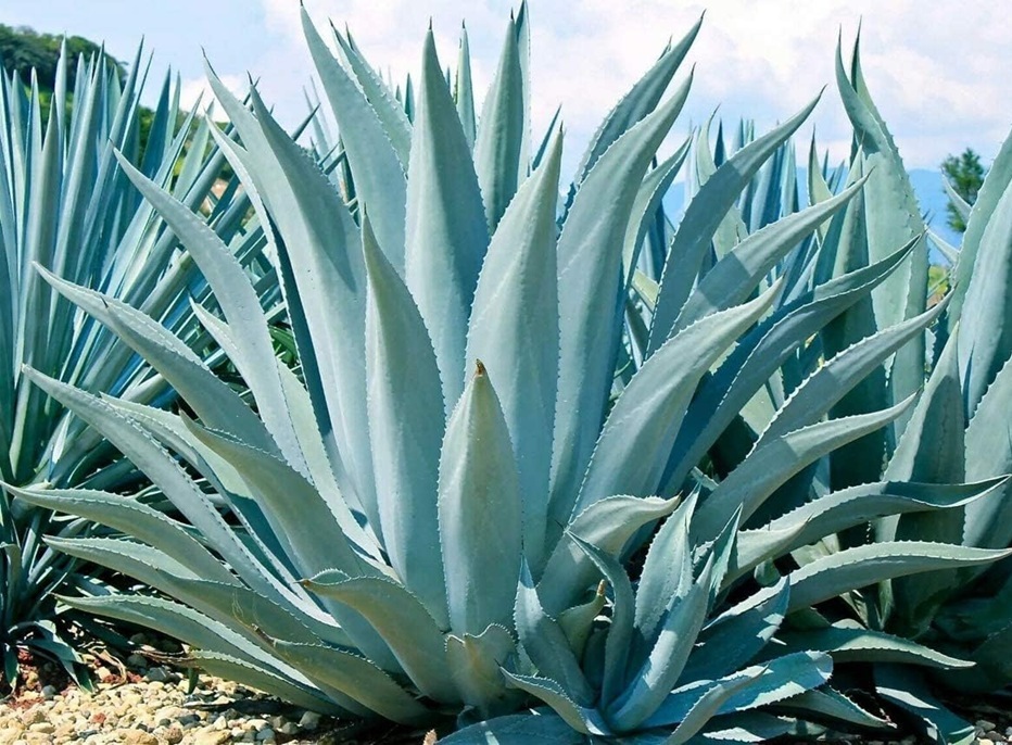 agave_Americana.jpg