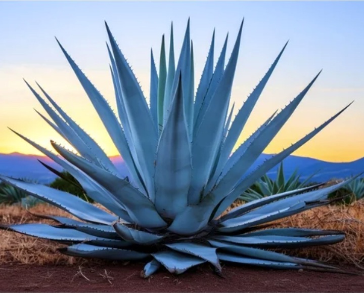 aloe_agaveAmericana.jpg