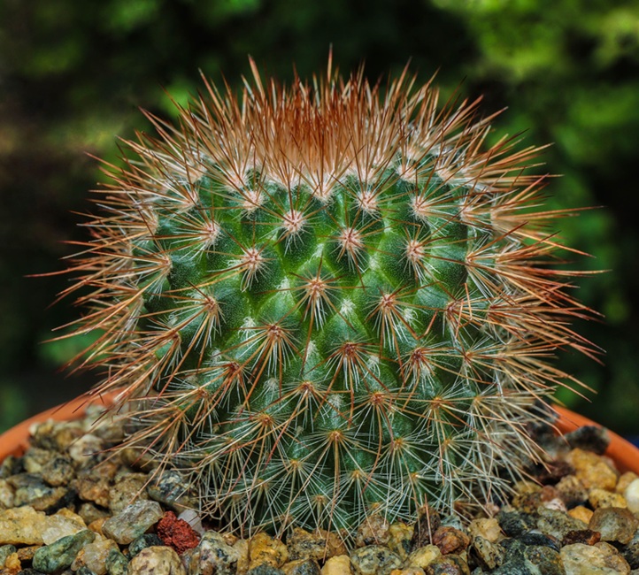 cactus_spiny.jpg