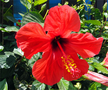 ruchaka_5hibiscus.jpg