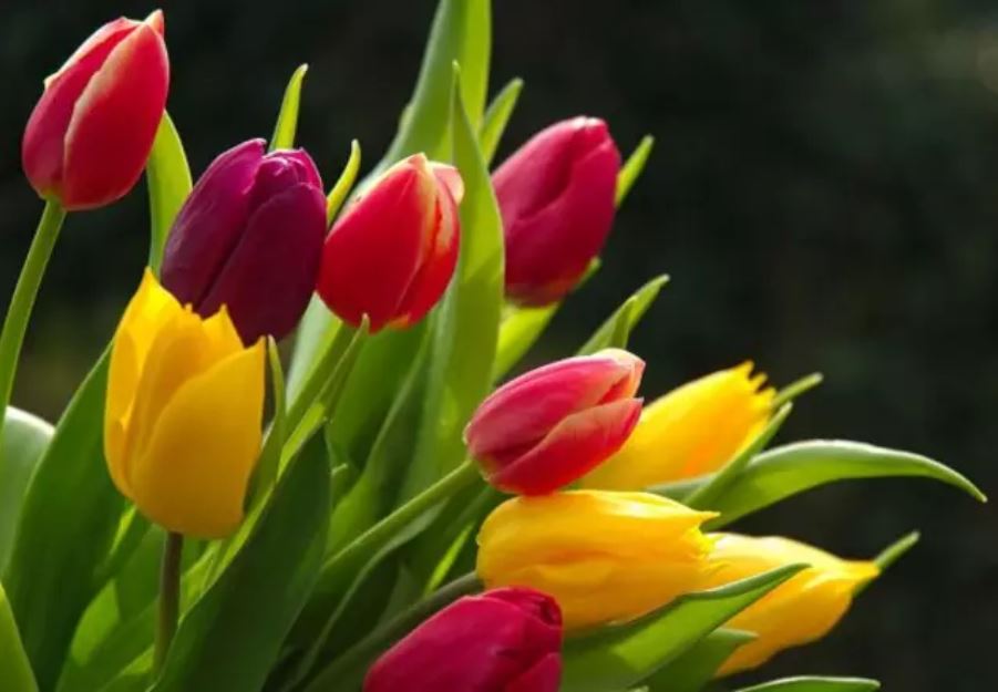Hasta_tulips.jpg