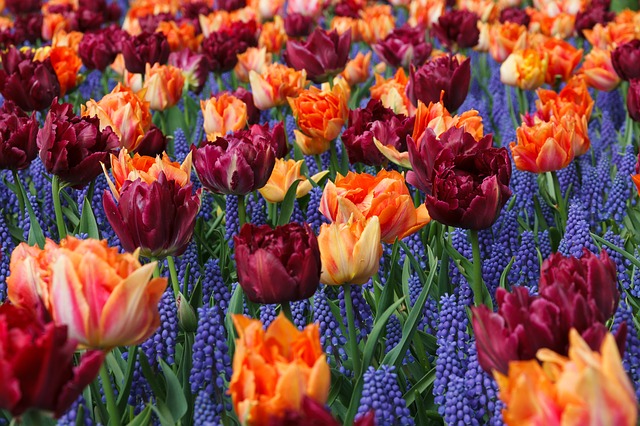fleur_Tulips_OrangMaroon.jpg