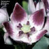 surya_calotropis_1_small.jpg