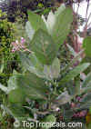 surya_calotropis_2_small.jpg