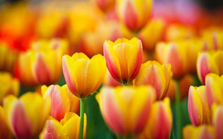 tulips_yellowred.jpg