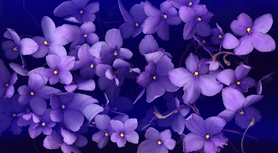 ShaniMakara_violeta.jpg