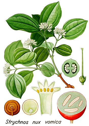asvini_strychnine-nuxvomica.jpg