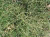 rahu_bermudagrass1_small.jpg