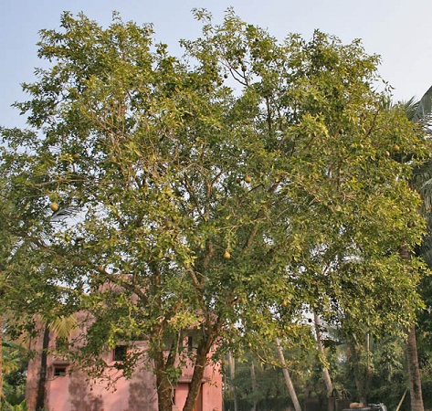 14Chitra_tree_Aegle_marmelos.jpg