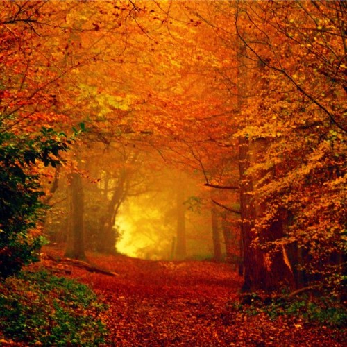 AutumnLight.jpg