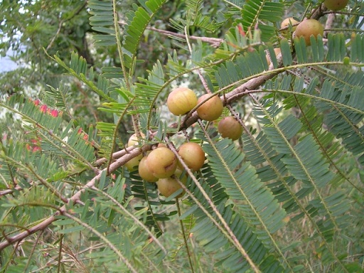 02Bharani_tree_Emblica_officionalis.jpg