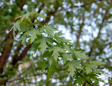 Bhadra_5SilverMaple.jpg