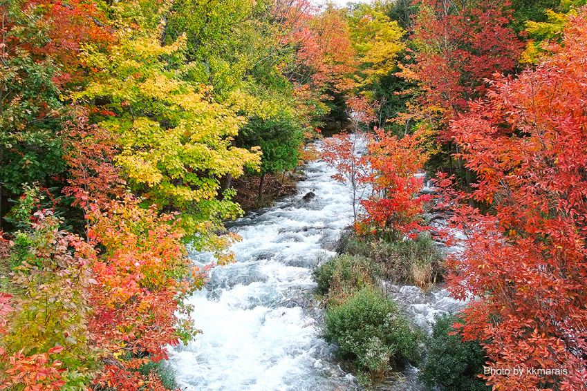 autumriver_forest.jpg