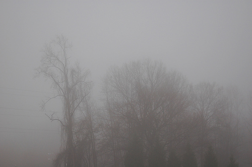 tree_fogTree.jpg