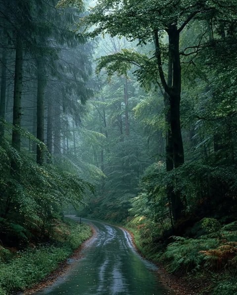 tree_forestRoad.jpg