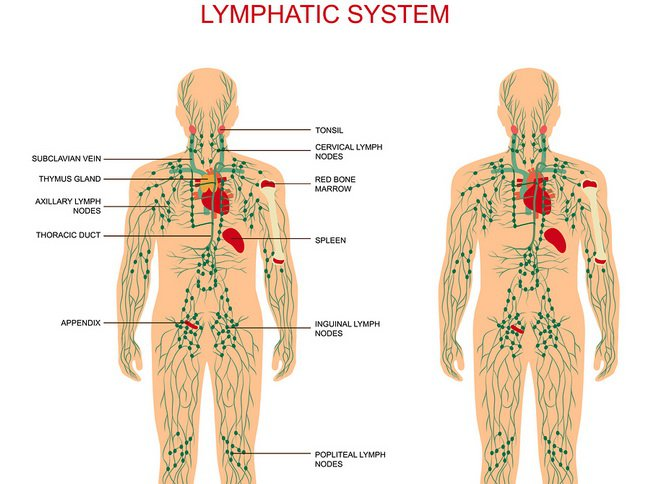 /LymphaticSystem.png