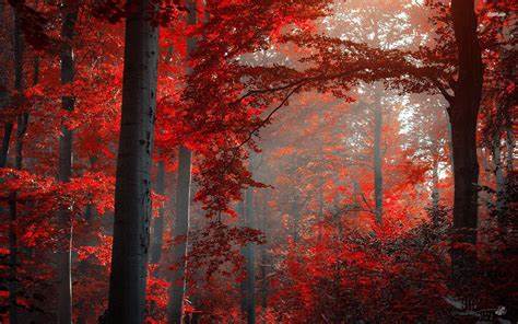 Forest_DarkRed.jpg