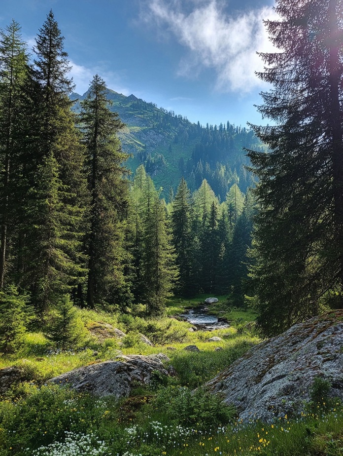 Forest_greenFirs.jpg