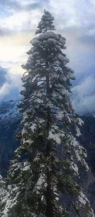 Mtn_YosemitePineSnow.PNG