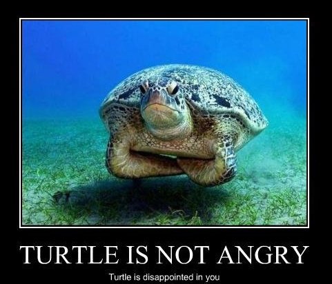 Turtle_not_Angry.jpg