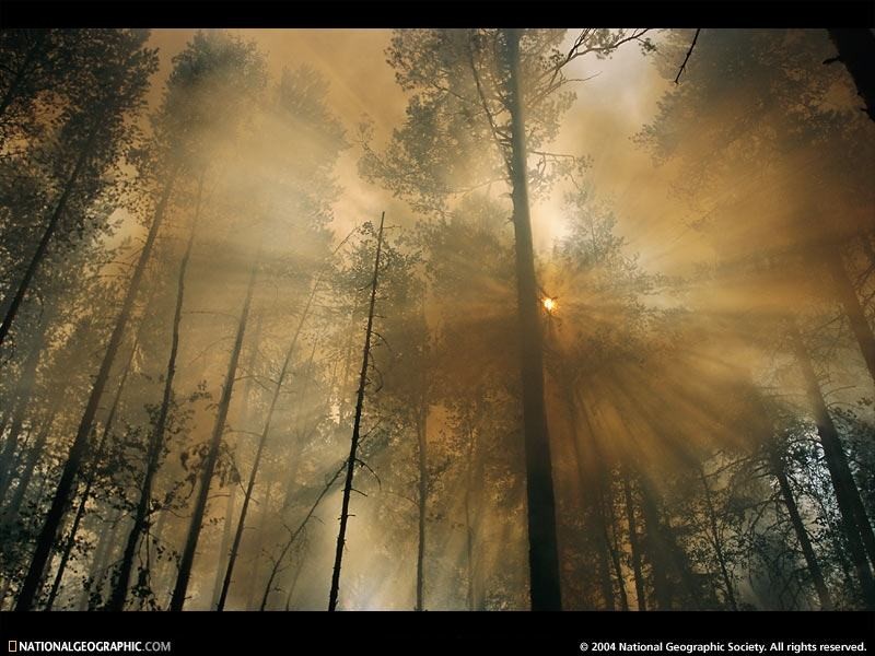 Smoke_forest.jpg